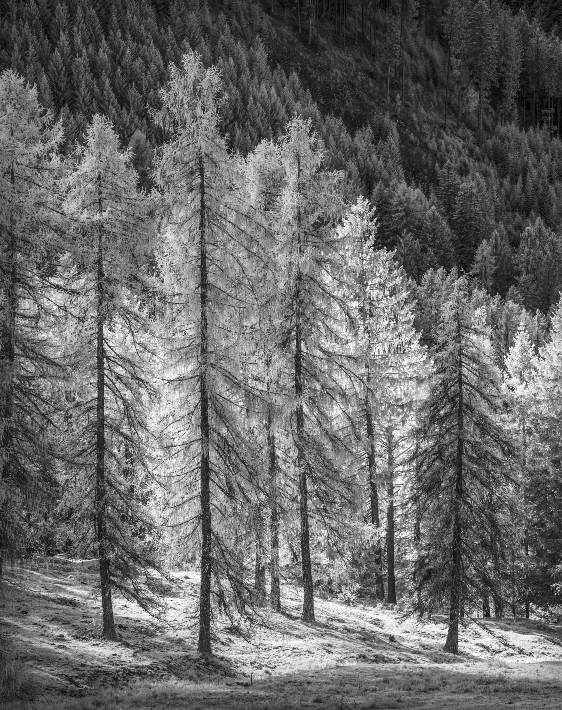 Trees in the Italian Dolomites, infrared