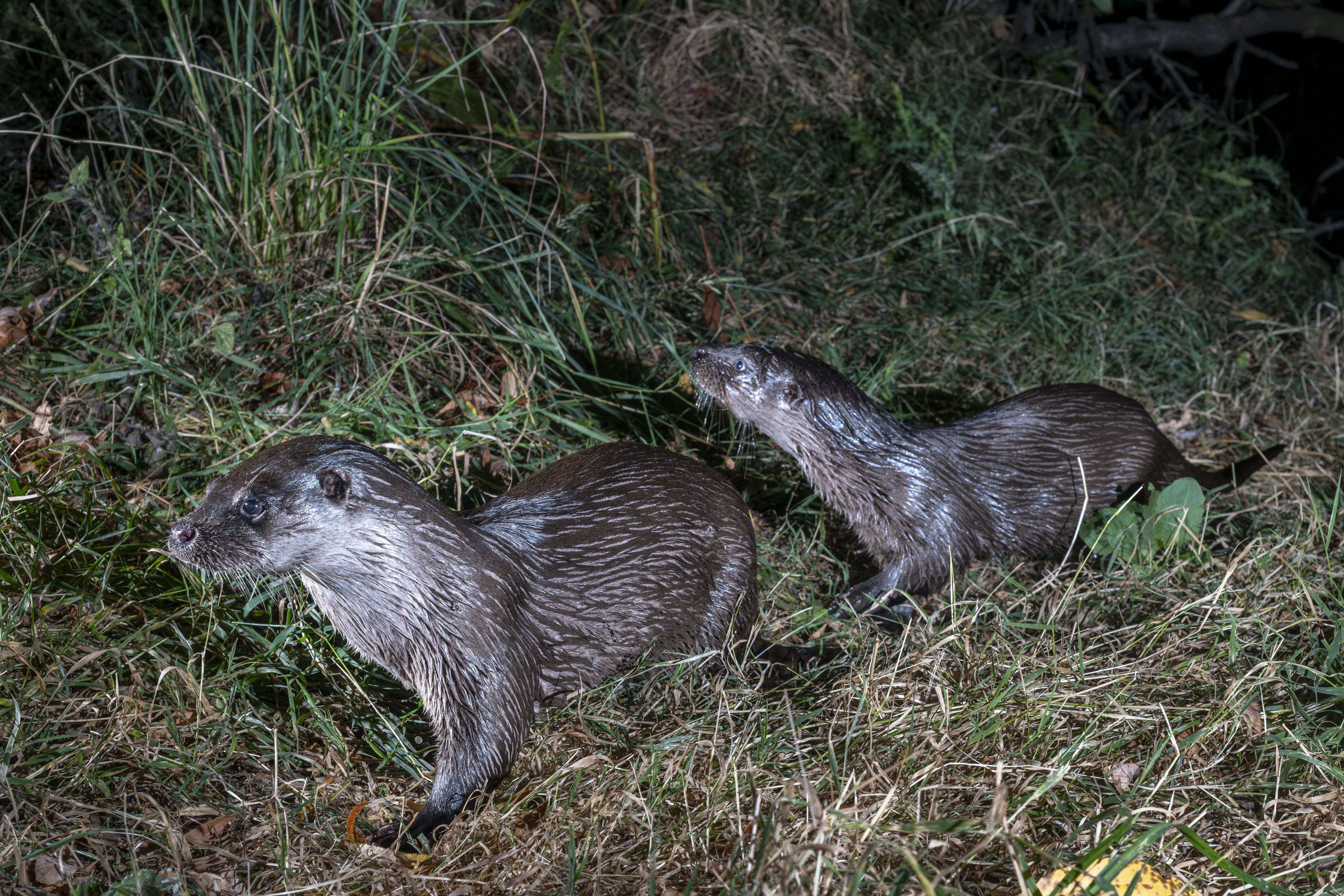 Otter 1