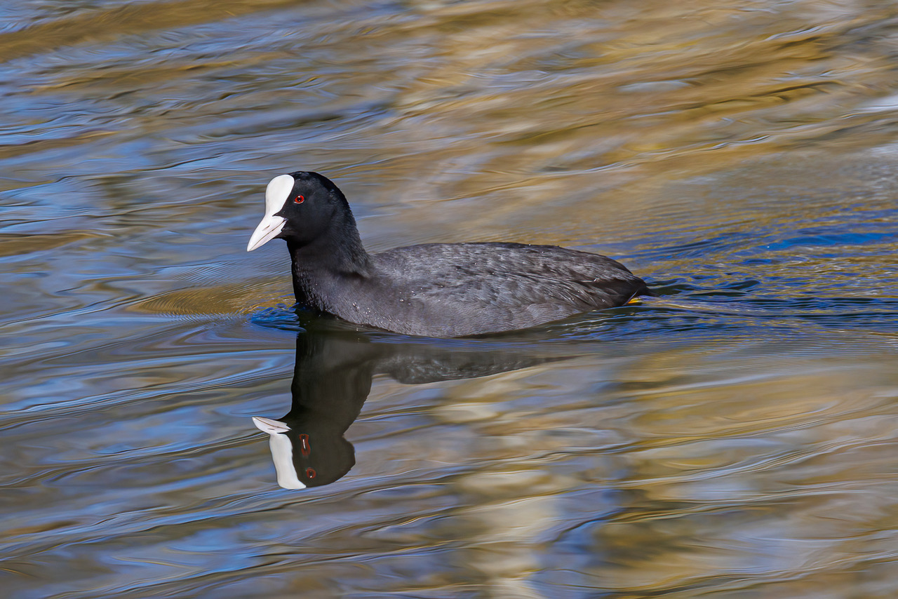 Coot By Jane Moore