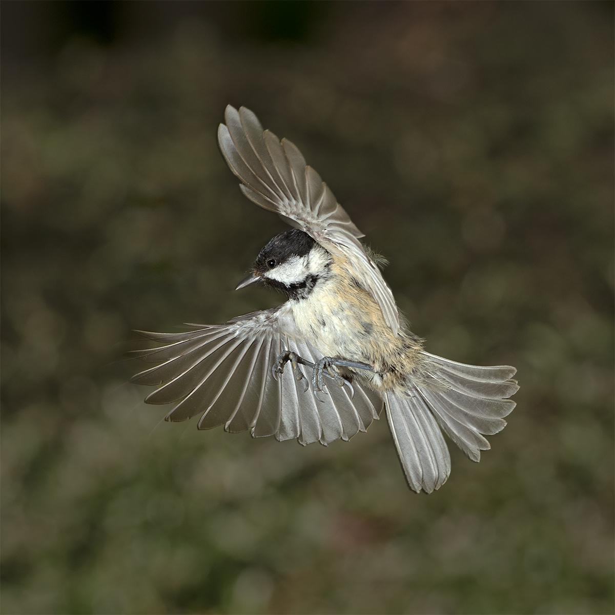 Coal Tit