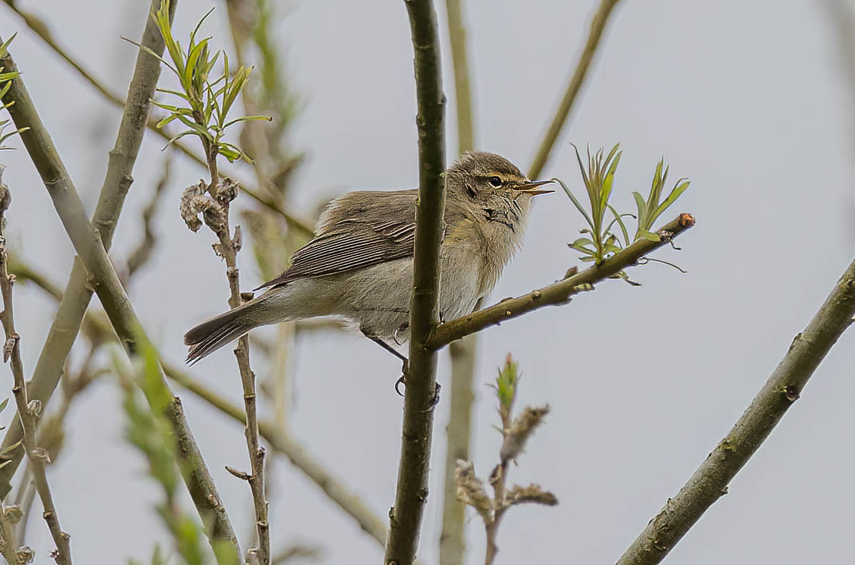 Slimbridge 1 08