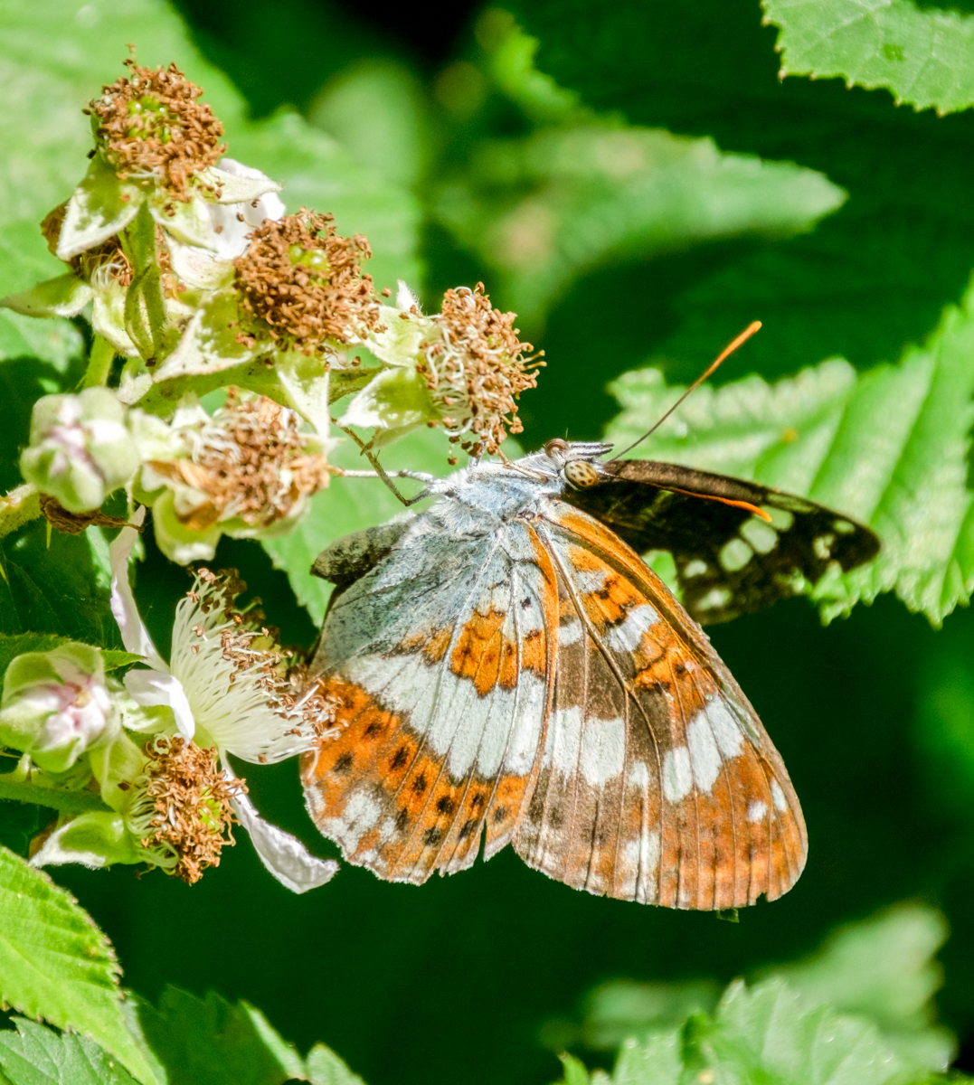 White Admiral By Ann Miles