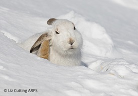 GM Mountain Hare Scratching Liz Cutting