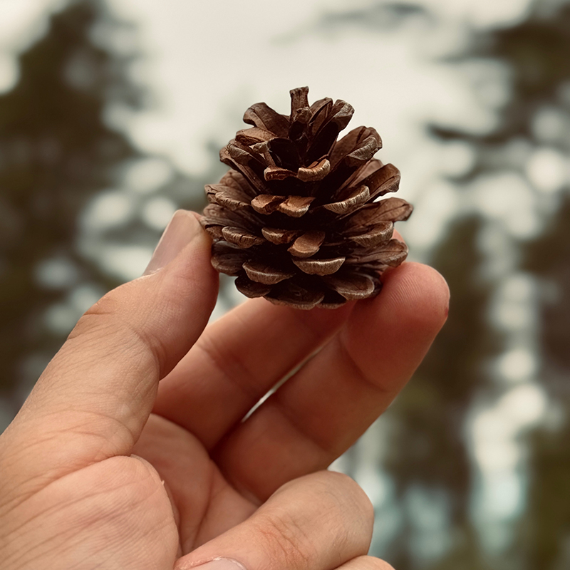 A hand holding a pine cone, against a blurred background of trees