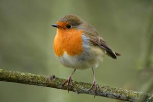 Robin