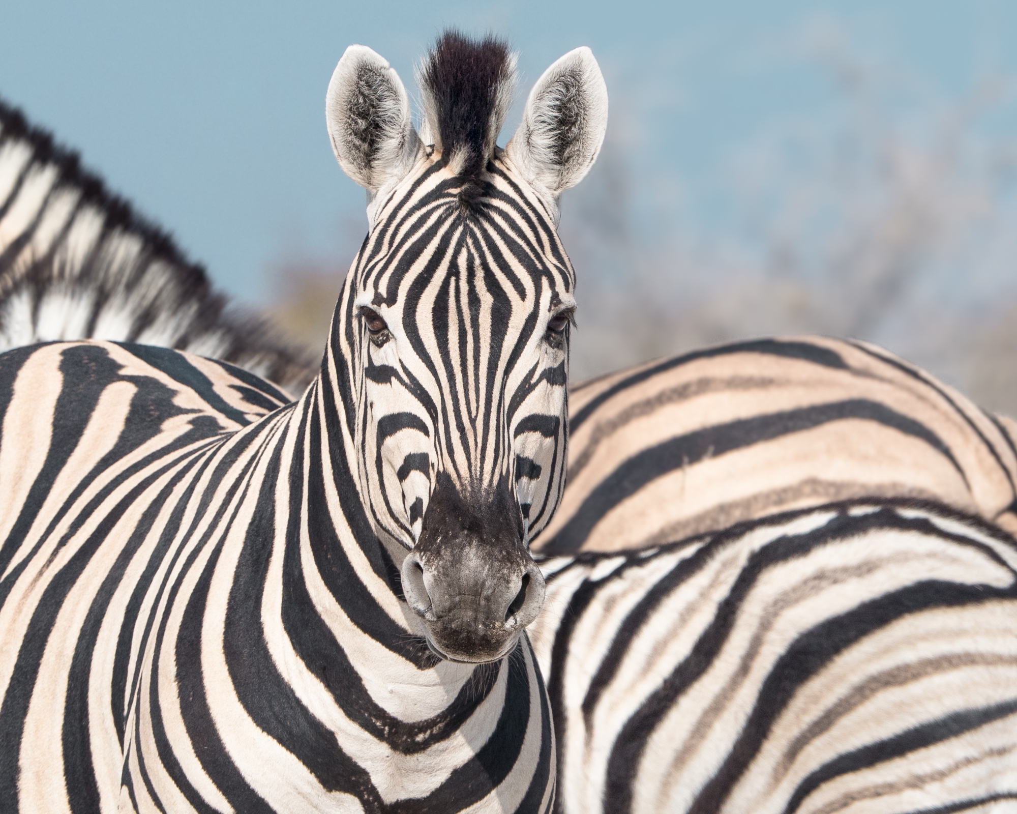 Yvonne Green LRPS Print 01