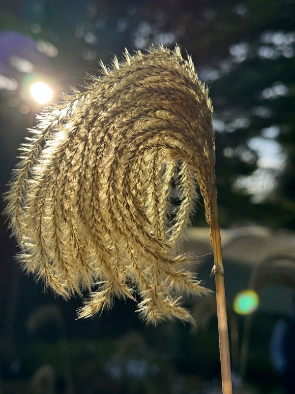 Bex, Ringwood School