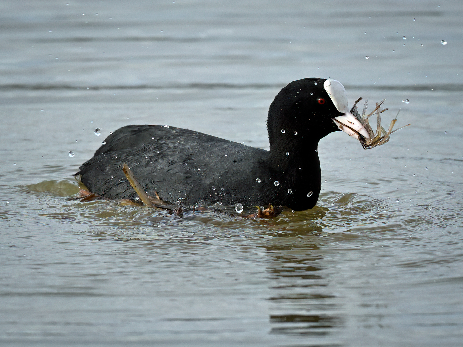 Add0e6e6 4965 434F 95B7 A46ab7c8085a