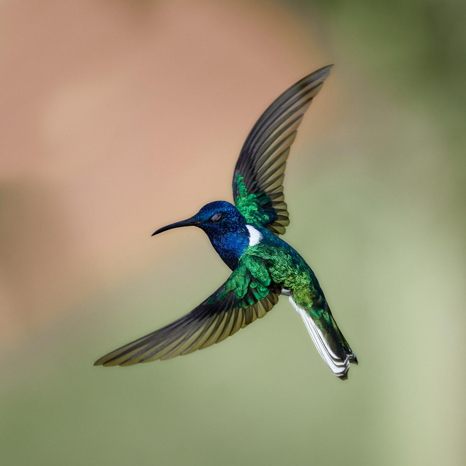 03 White Necked Jacobin Jinking 1600