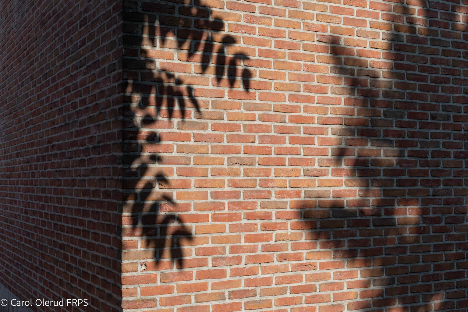 Carol Olerudfrps Pelt 2