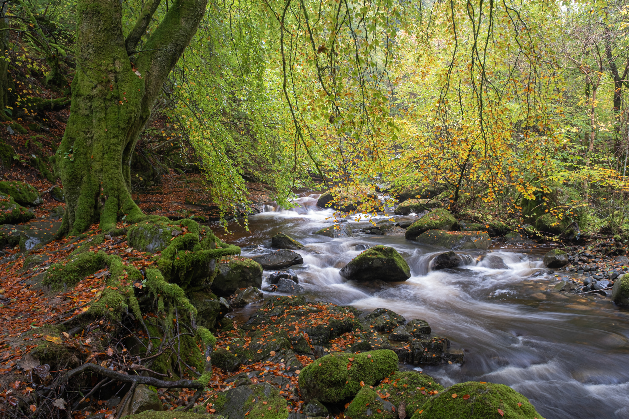 The Birks Of Aberfeldy Colin Balfour