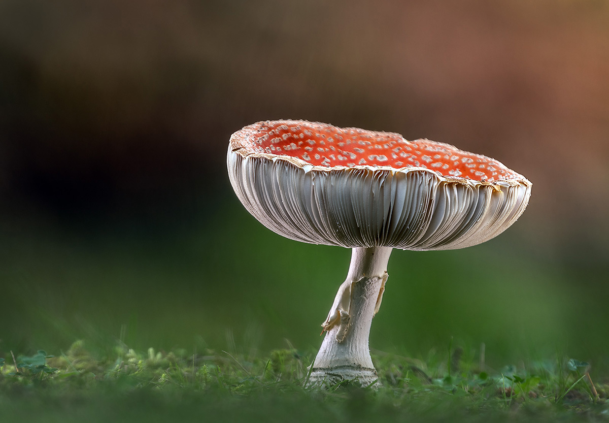 Fly Agaric