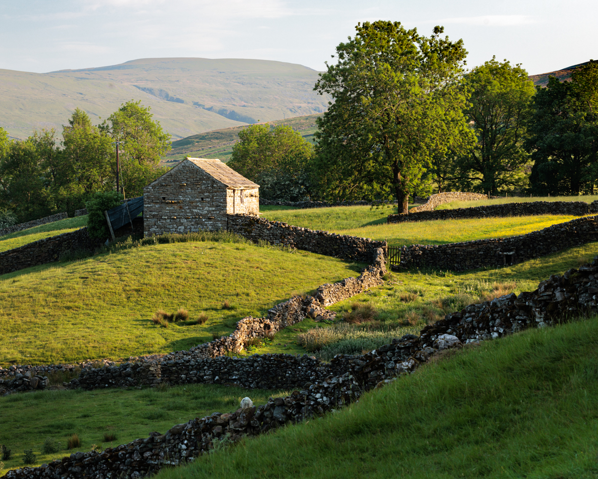 Evening Light by Suzy Braye