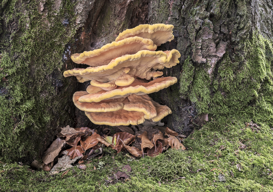 14 Laetiporus Sulphureus Chicken Of The Woods