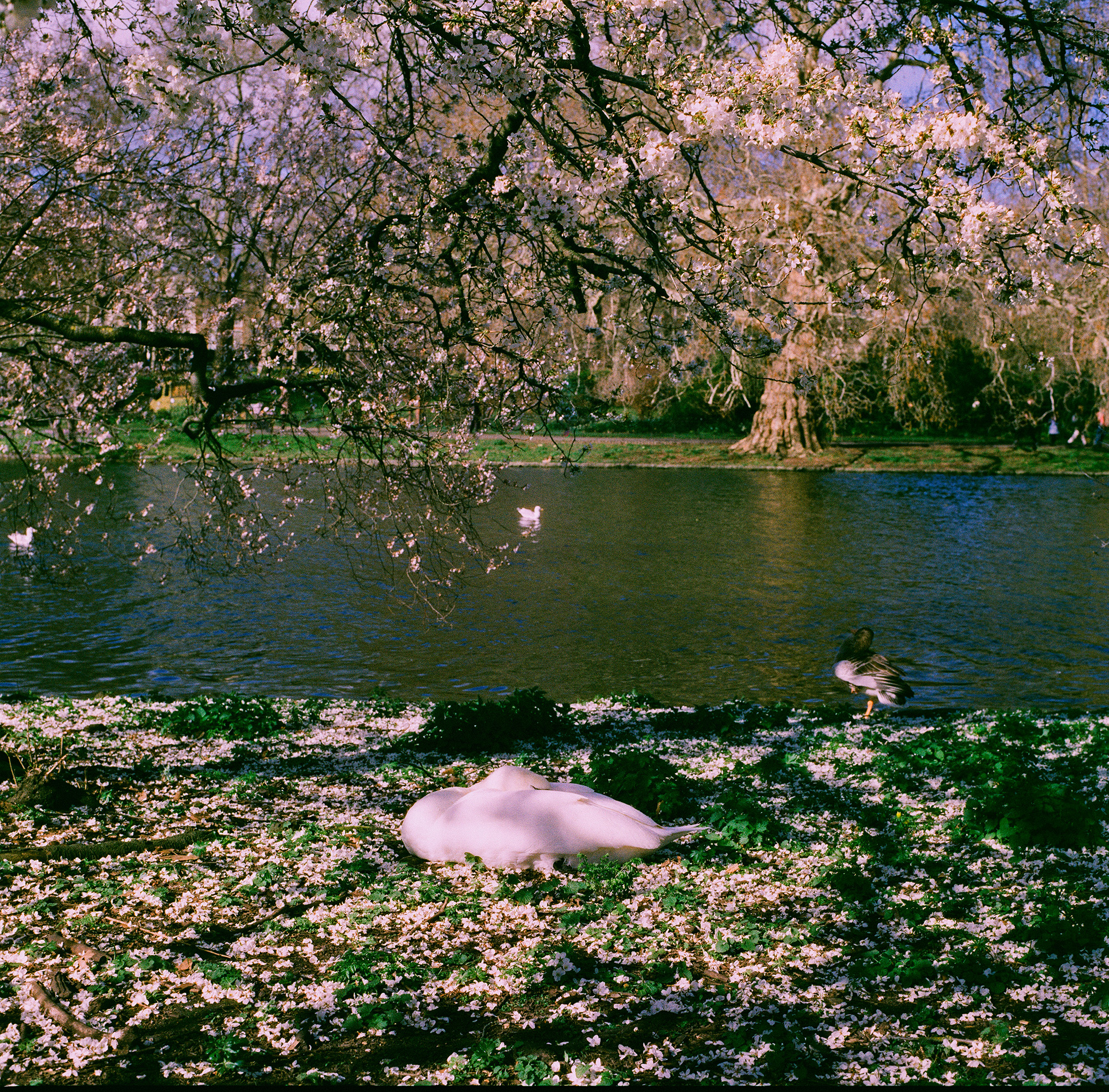 6822376 Qian Li Arps Siesta