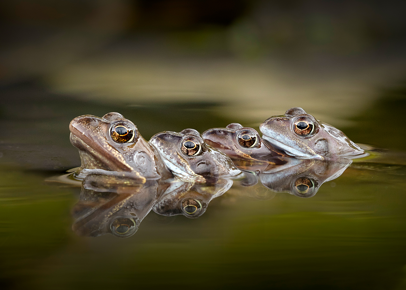 Frog Mating