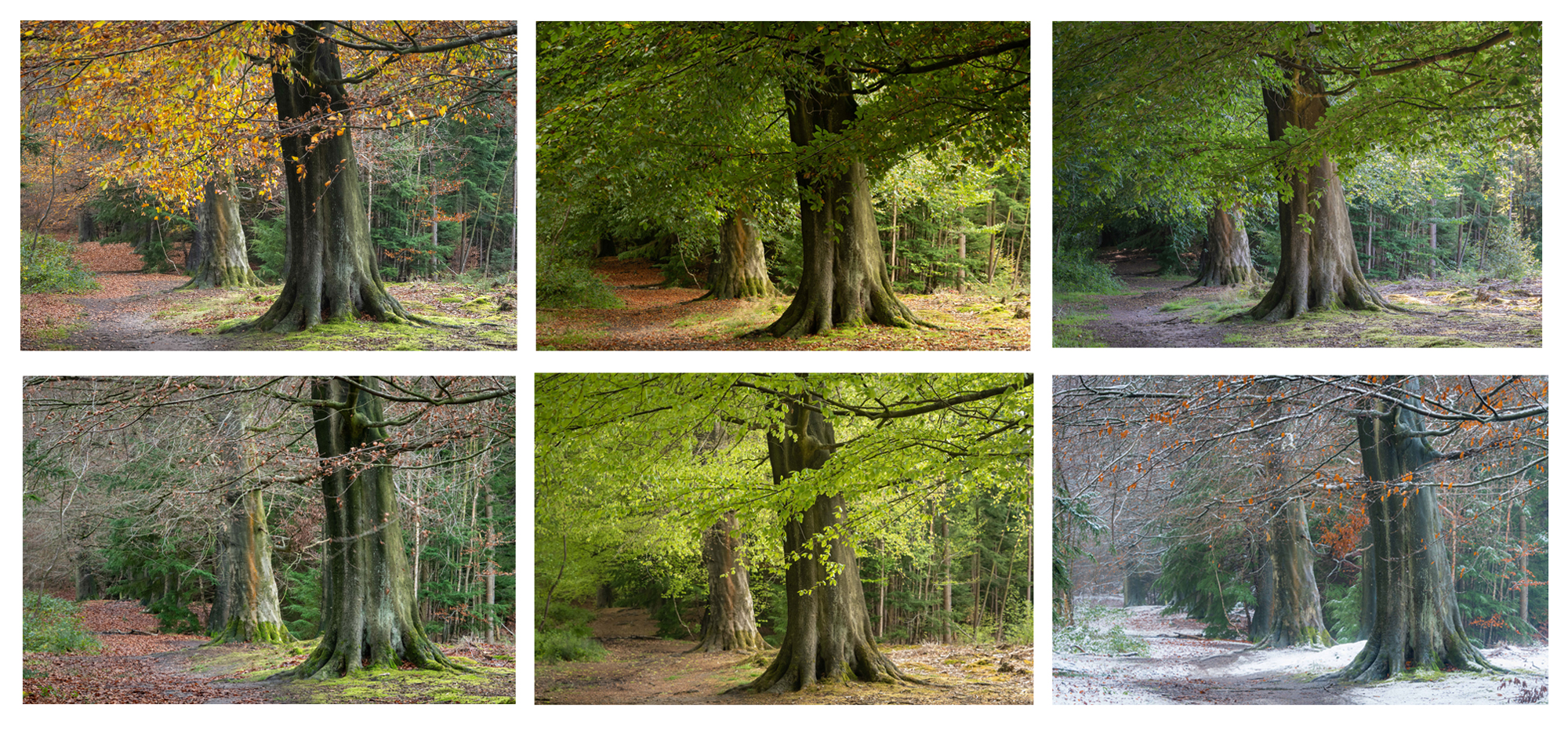 Grid Of 6 For Website