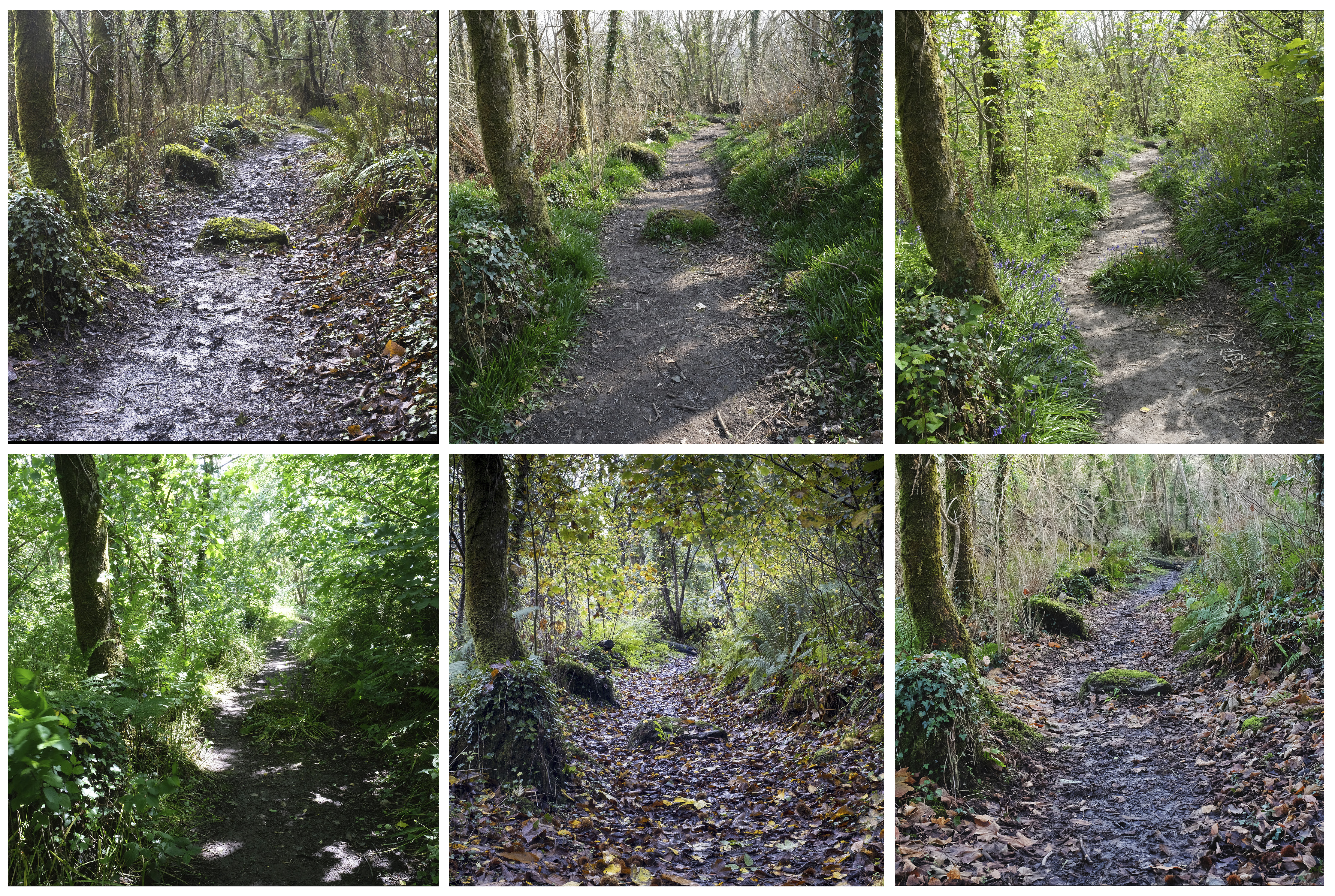 Panel Woodland Path By Sue Searle