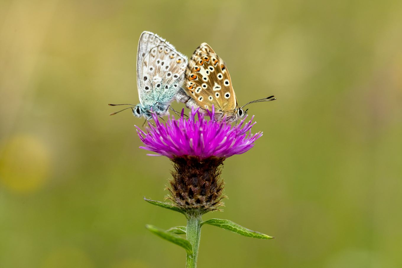 Facebook D3 0595 Edit1