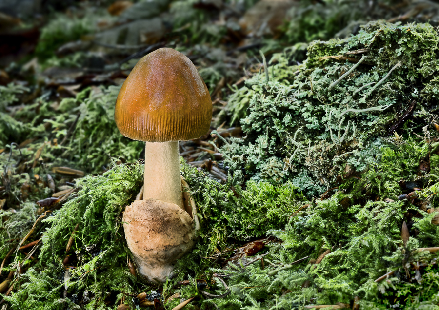 02 Amanita Fulva Tawny Grisette