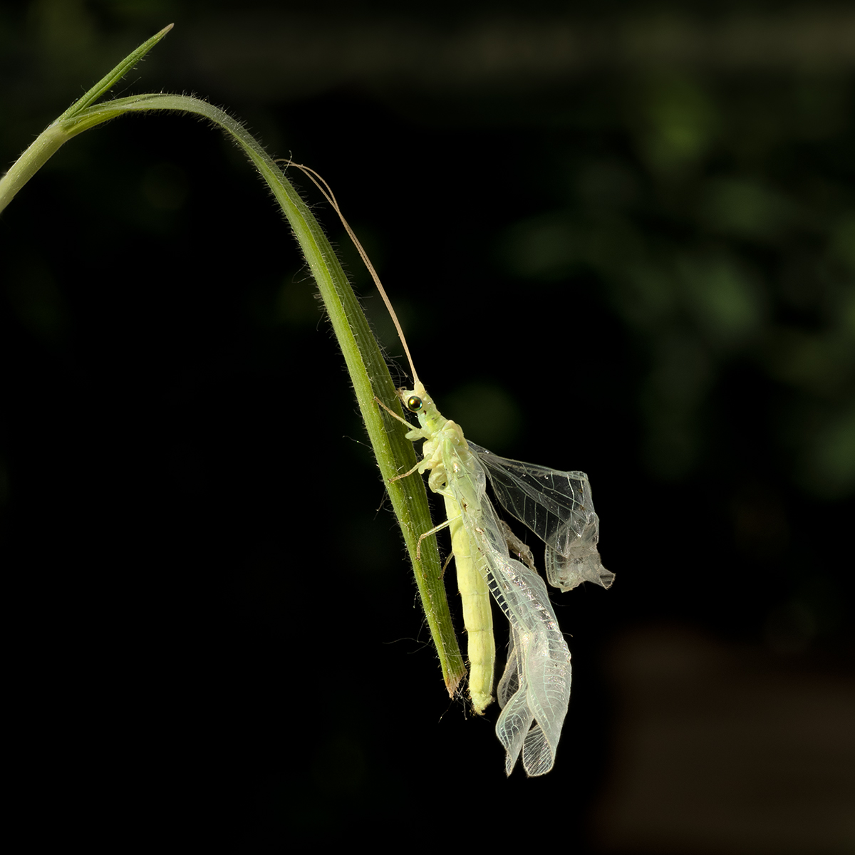 Green Lacewing