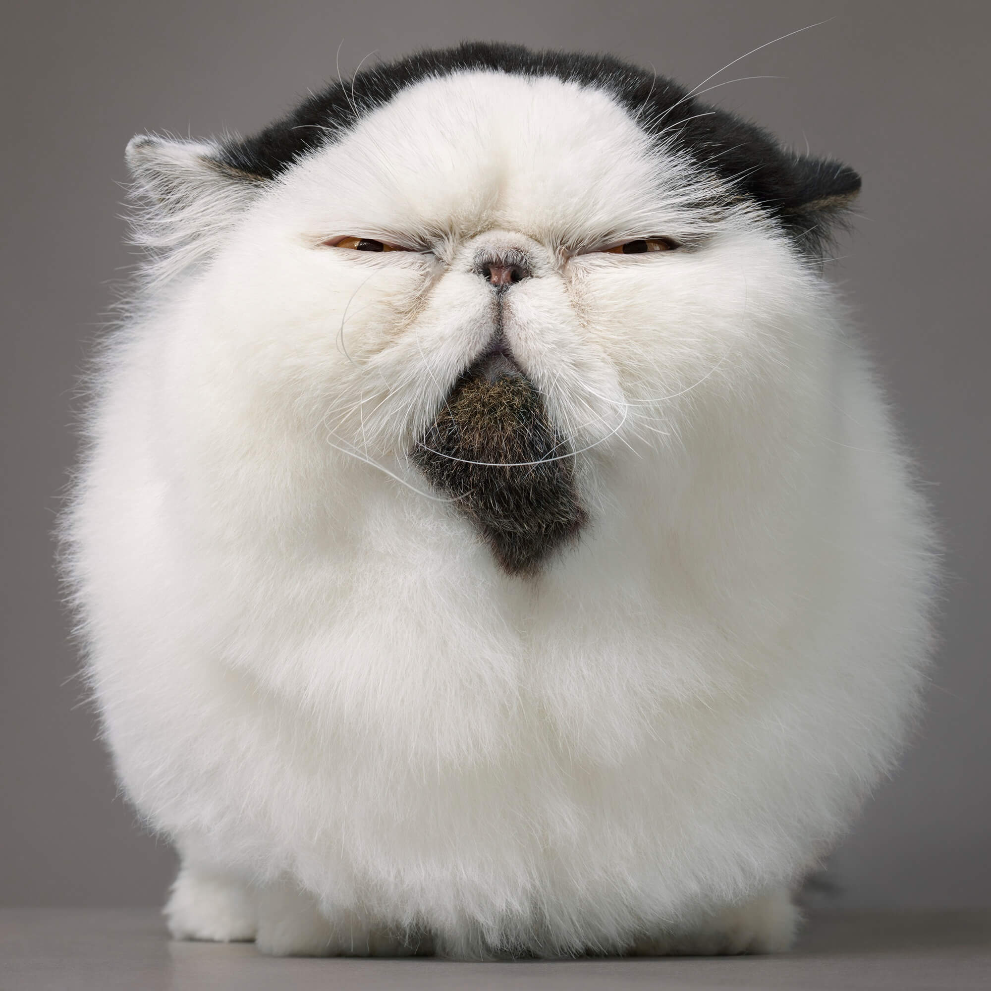 Exotic Shorthair Fluffball Front On 2000Pxh 72Dpi