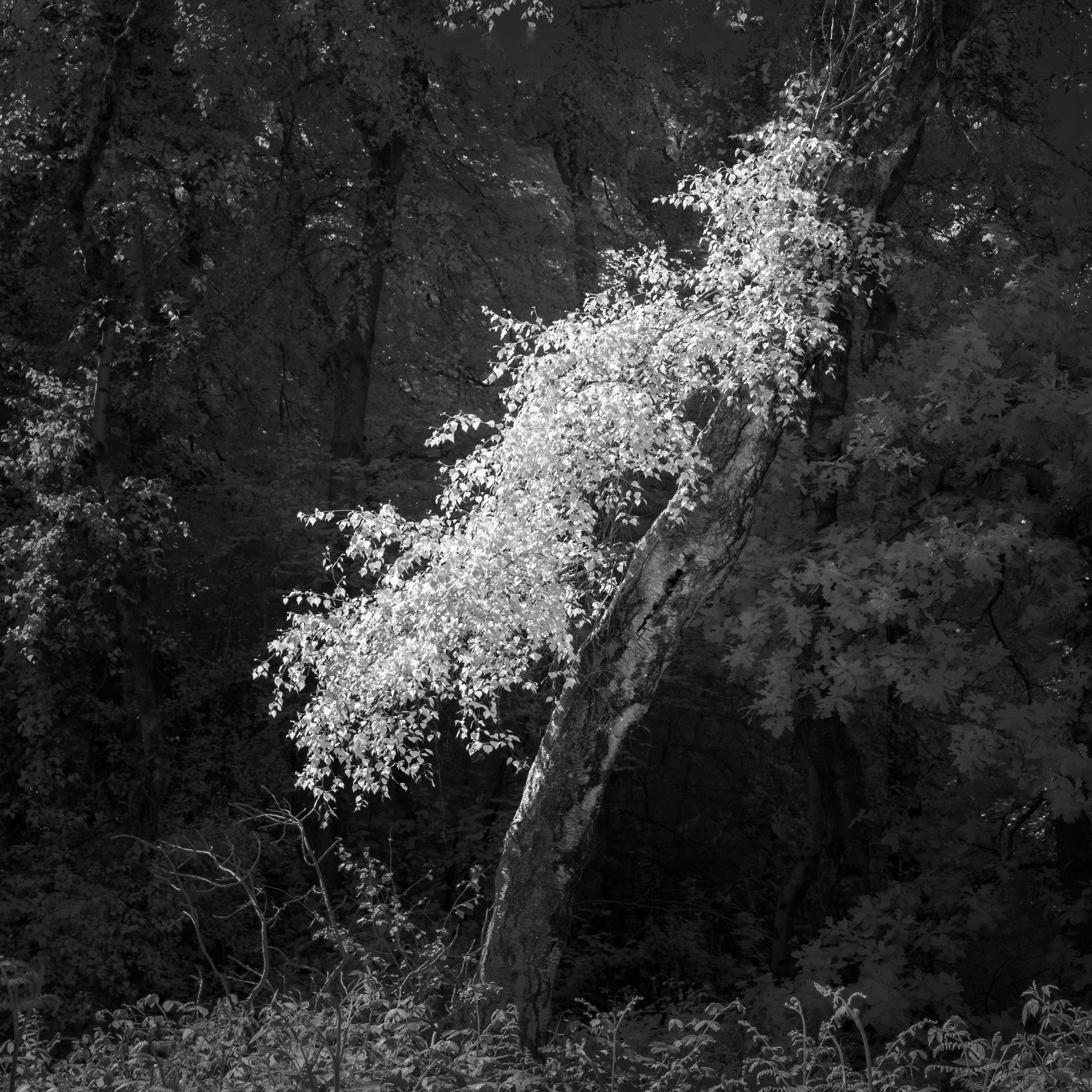 Leaning By Martin Tomes