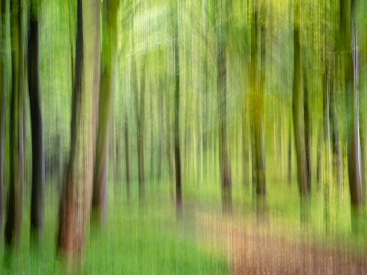 ICM Trees 4