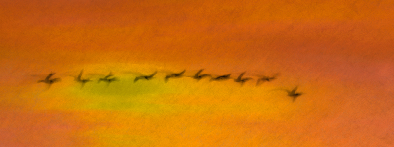 2602 Jaynesanderson Geese At Sunset Forweb