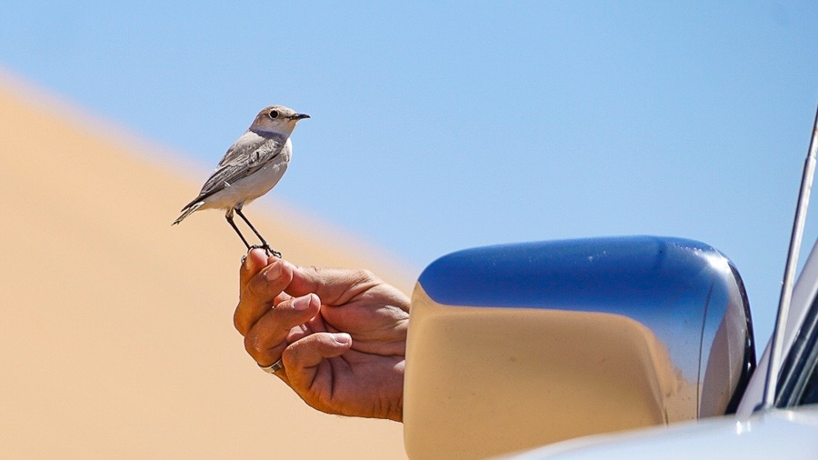 A bird in the hand by Michelle Richardson (Australia)