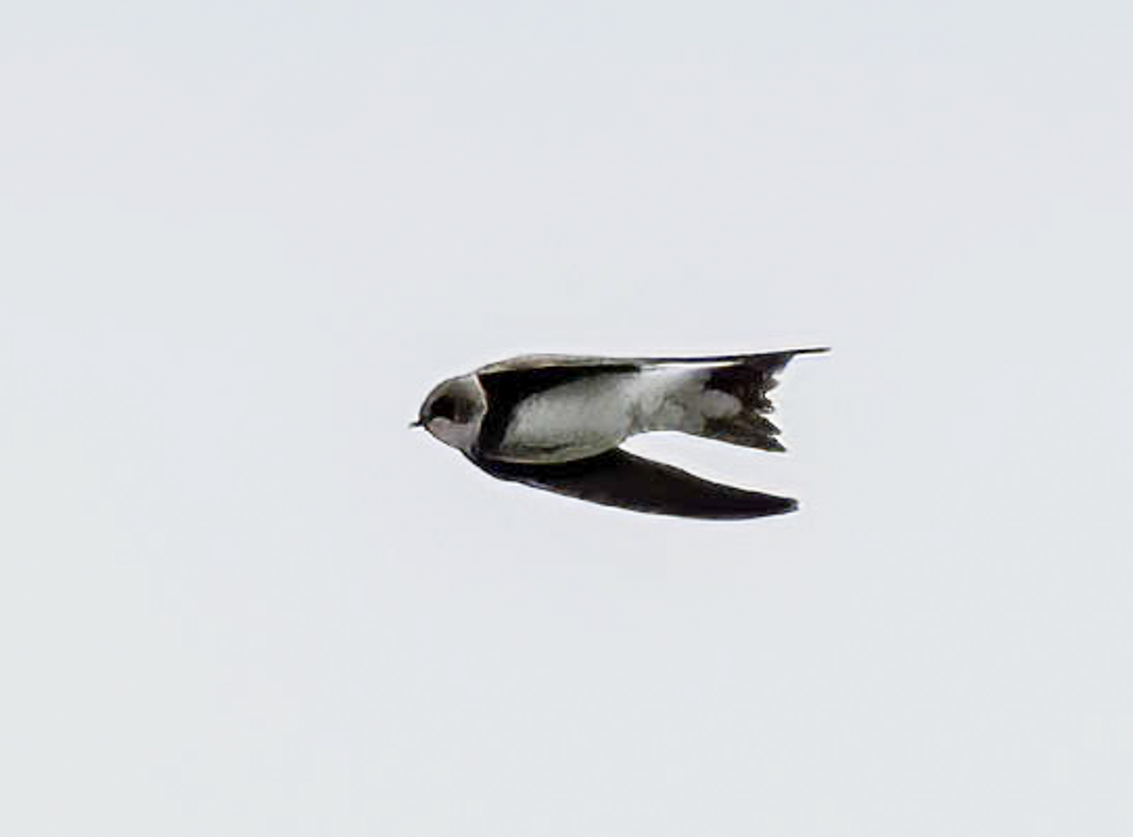 Sand Martin By Ann Miles