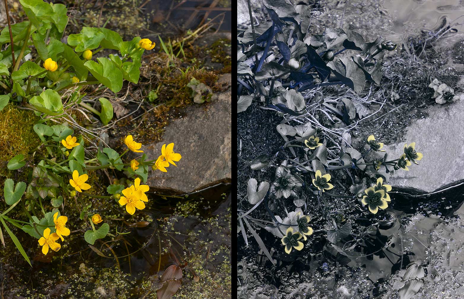 7. Marsh Marigold Visible And UV Daylight