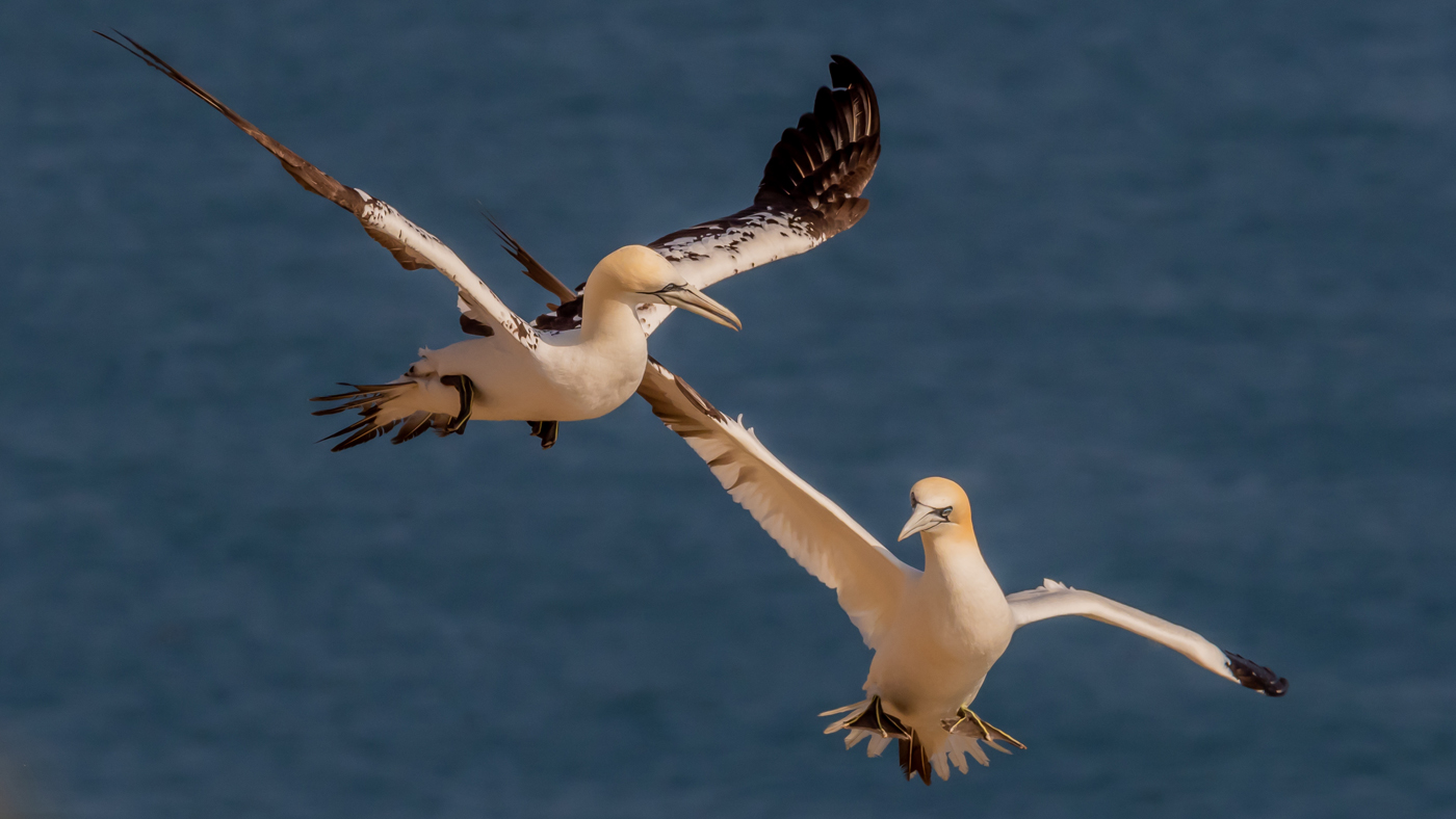 Andrew Hersom Gannets Crossing