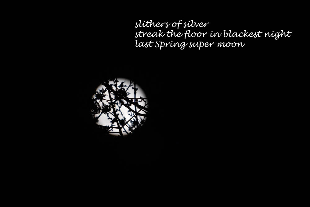 Spring supermoon with haiku