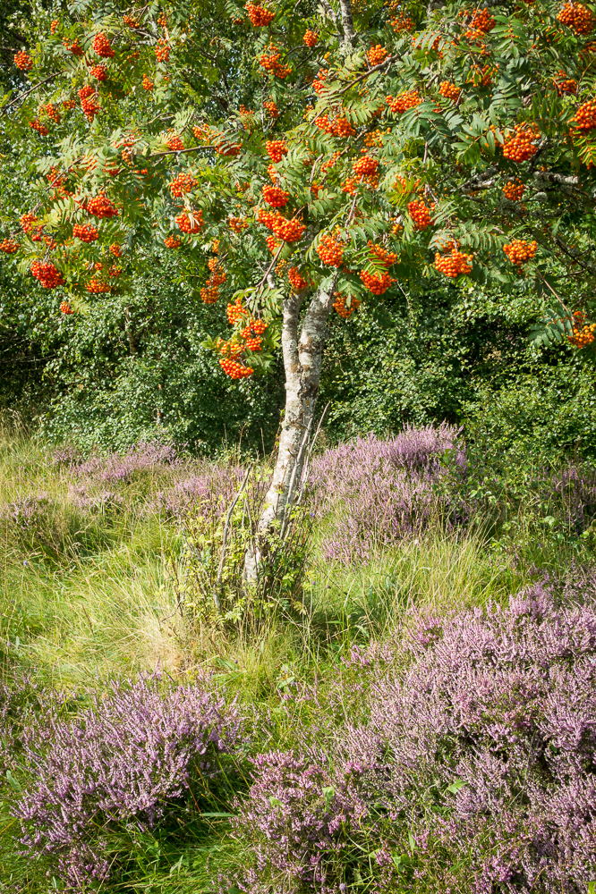 Rowan In The Heather