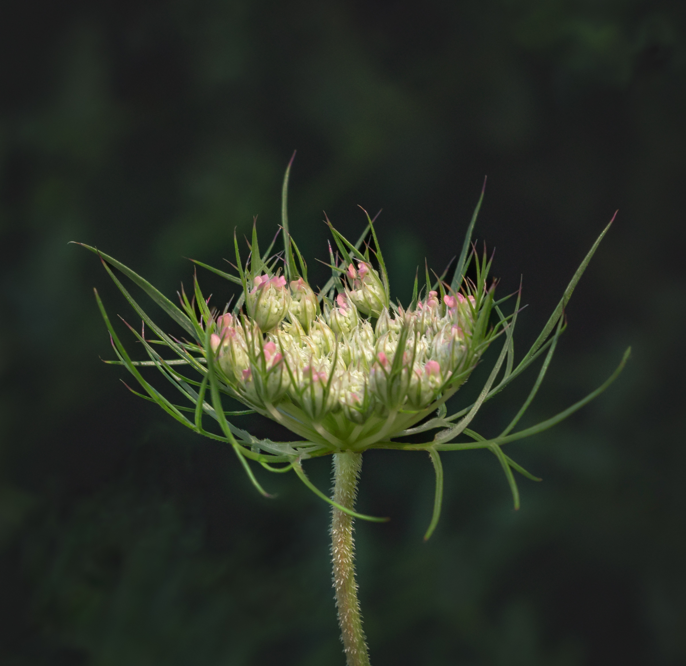 RPS Licentiate Presentation Panel 07