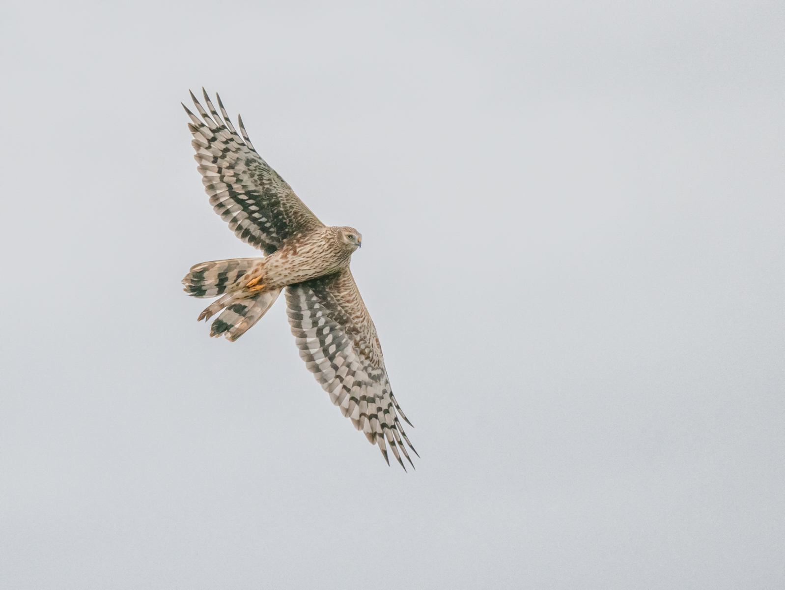 Hen Harrier By Nick Akers 2