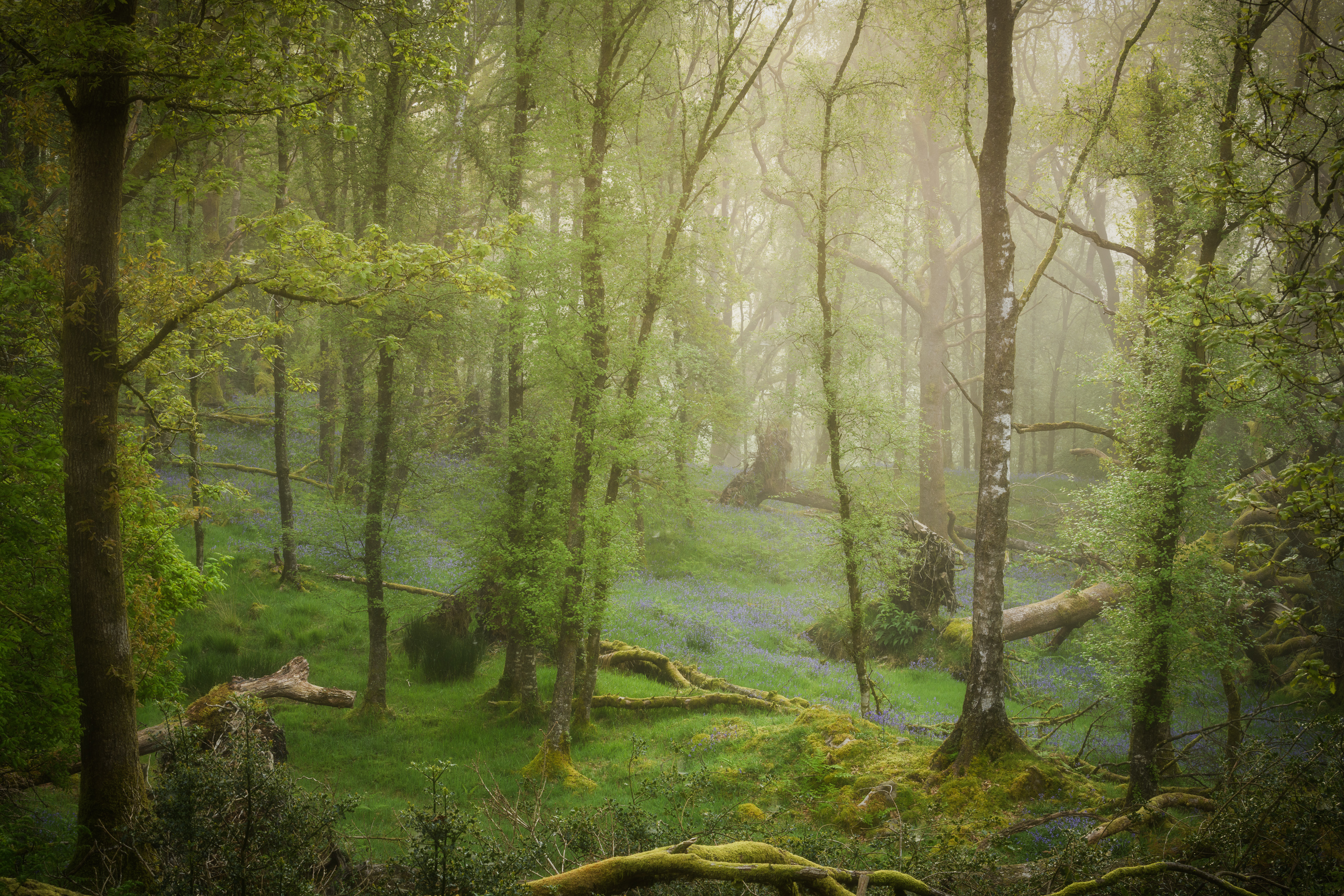 2ND PLACE 4358193 David Rippin Lrps Forest Depths Early Morning Spring