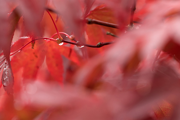 Untitled By Caroline Briggs