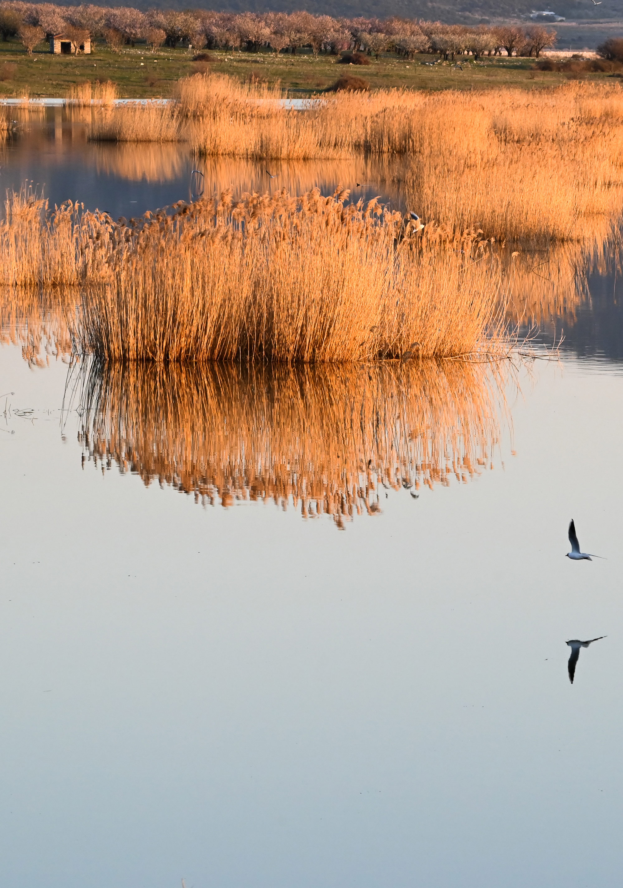 Lake Karla Reflections By Sarah Haskell