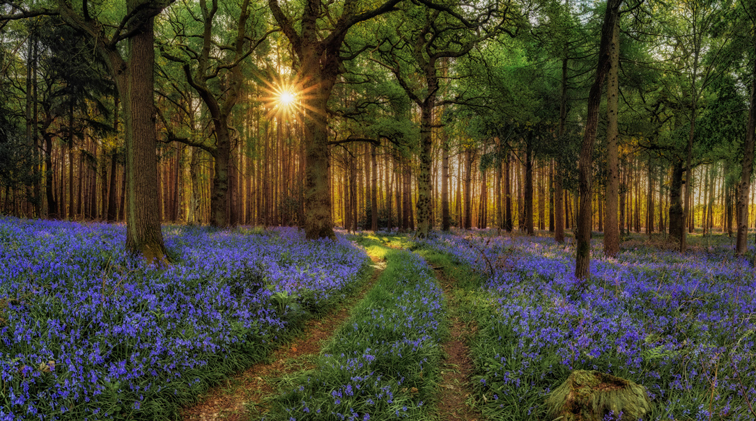 1085X605bluebell Sunrise By Alan Ranger