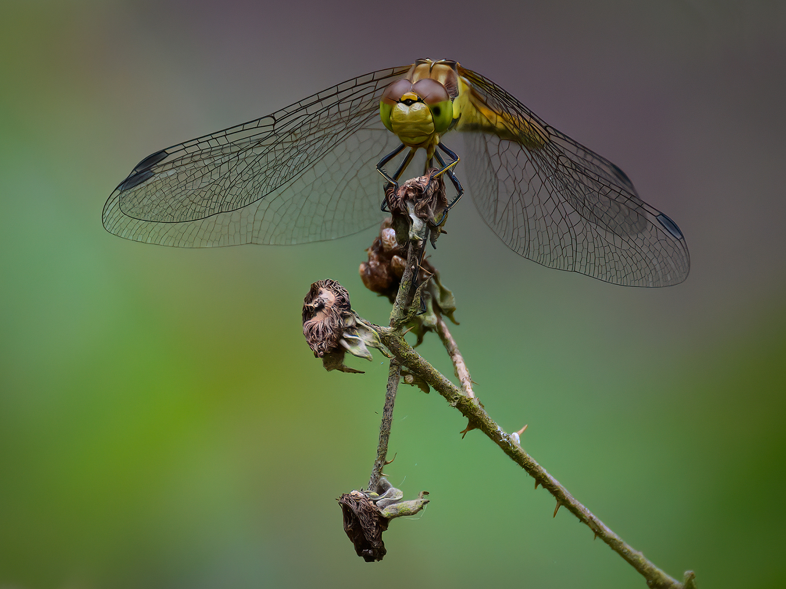 Dragonfly John Kirkelionis