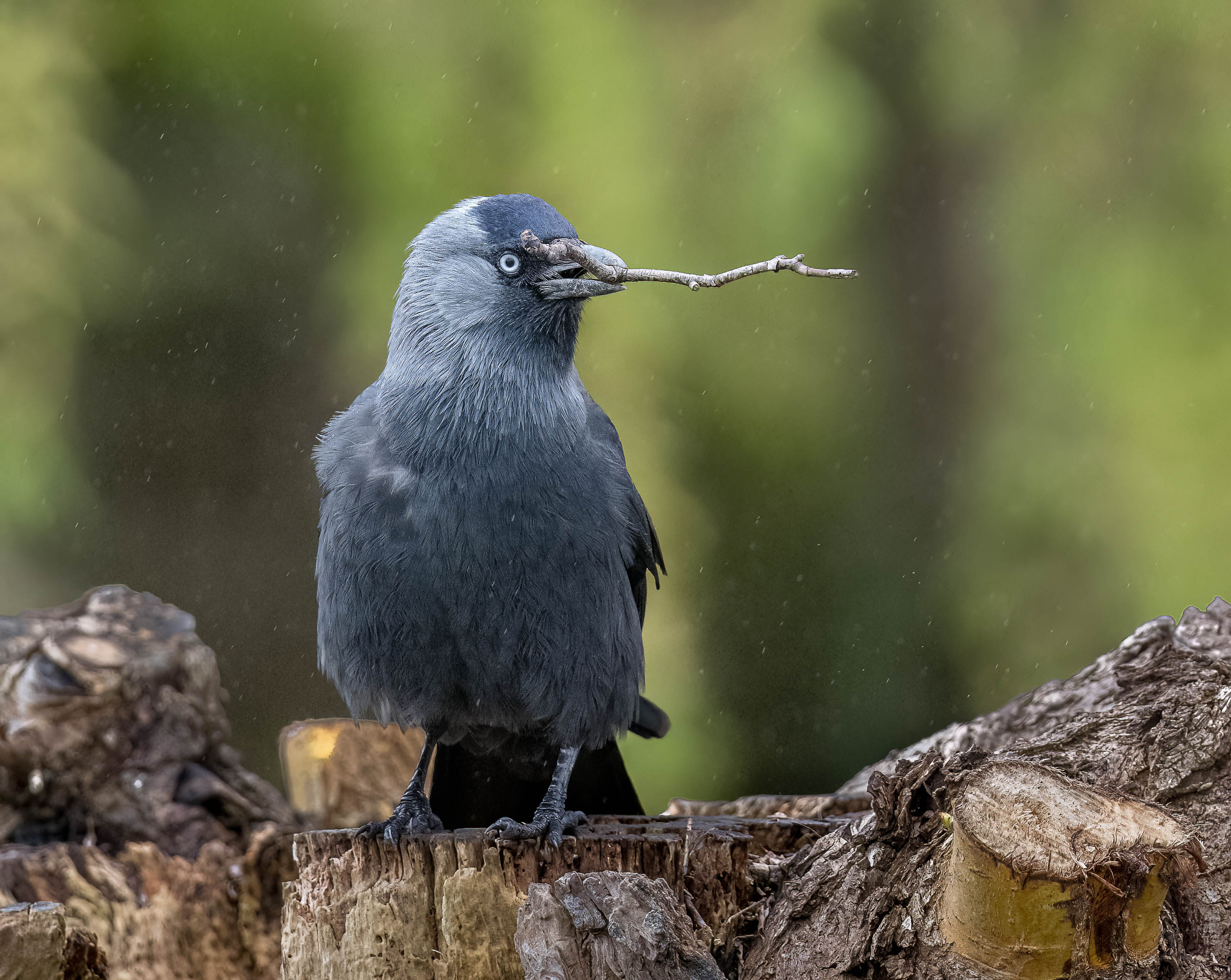 Slimbridge 1 02