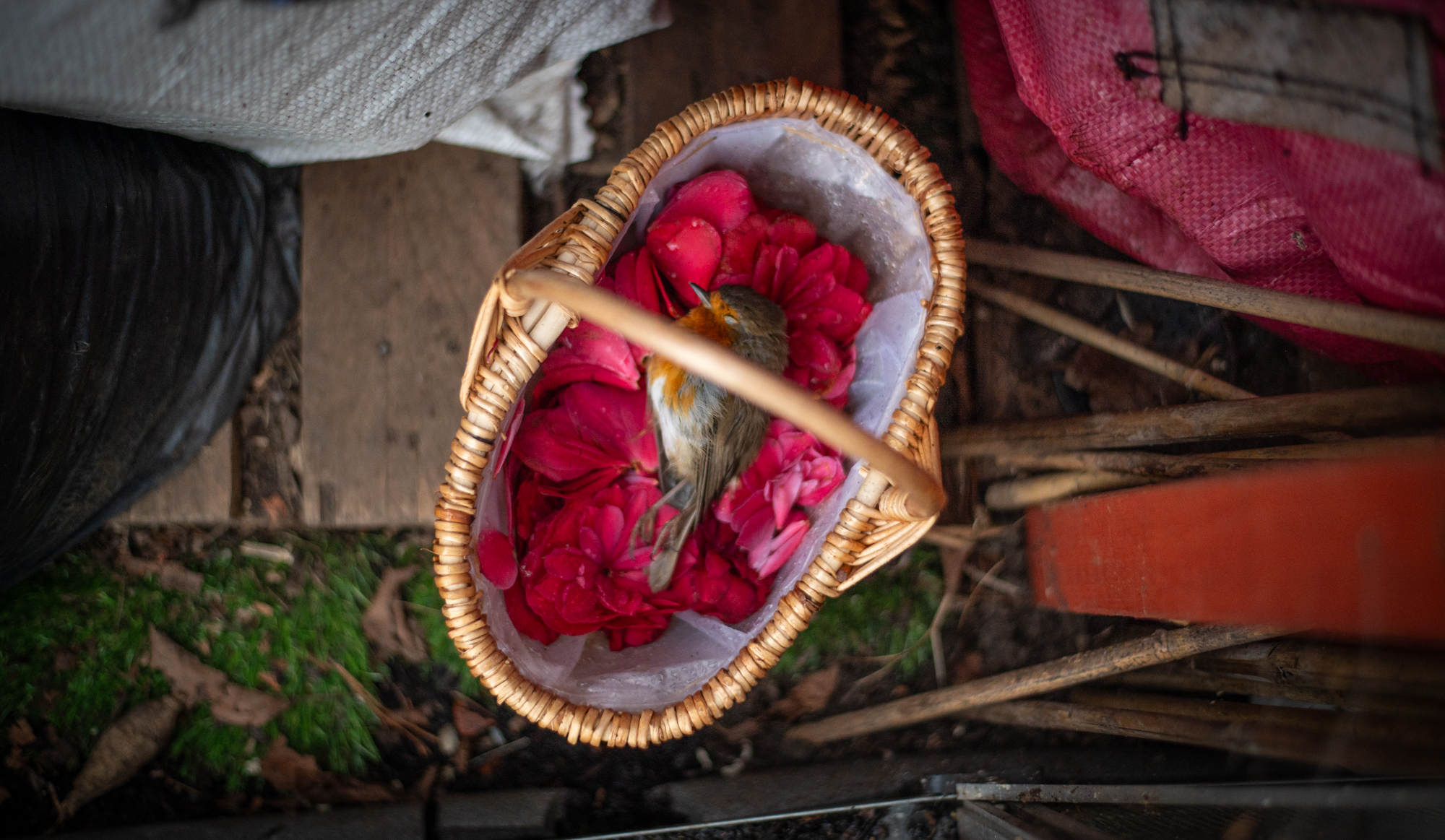 5567733 Lisa J Brinkworth Robin In Memoriam