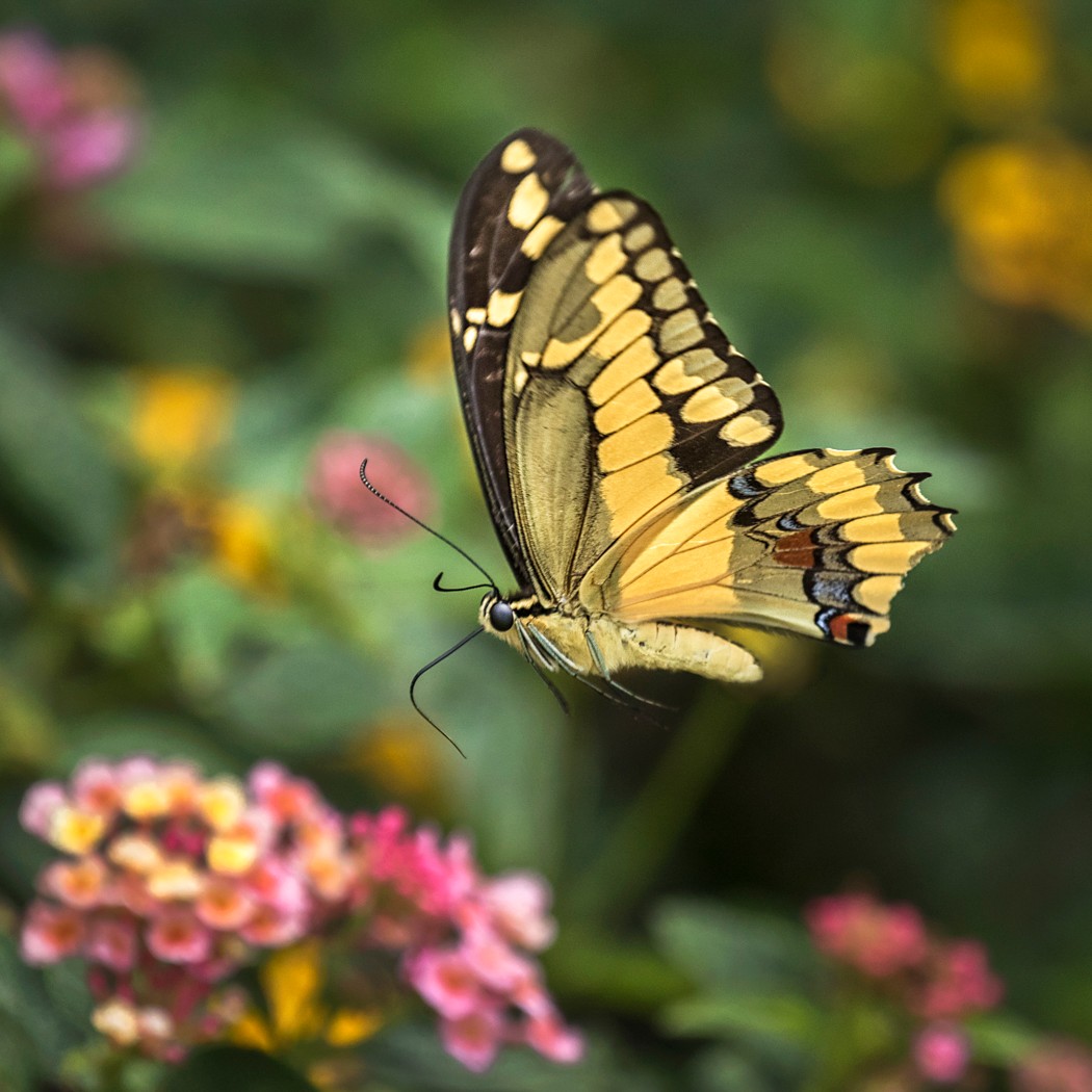 4. Swallowtail In Flight