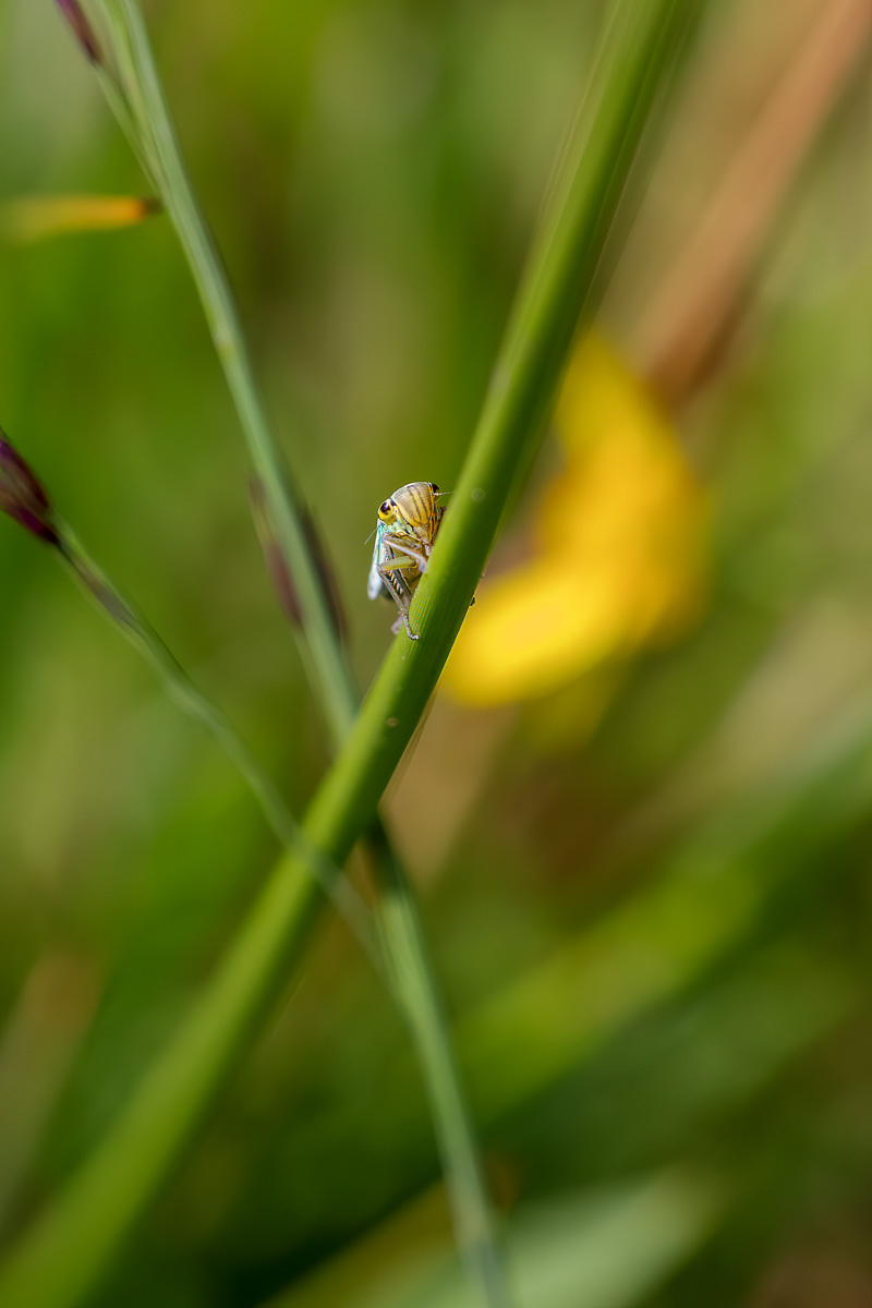 Leaf Hopper