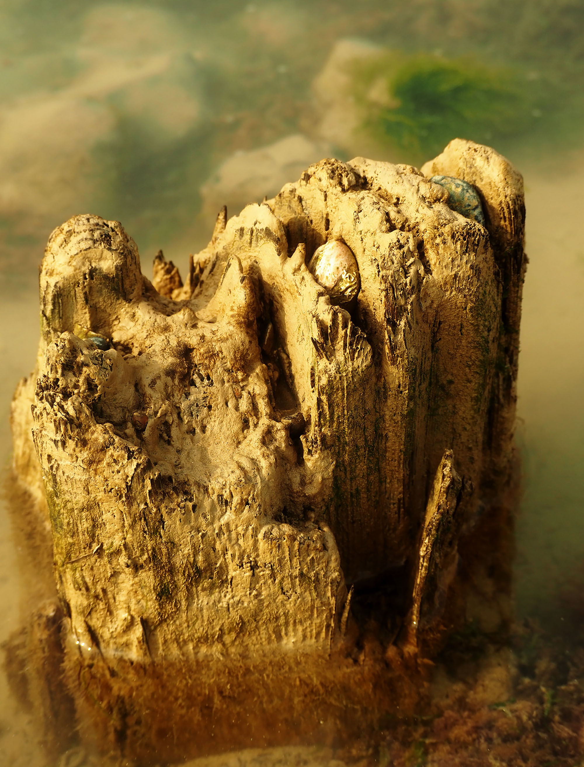 5562626 Edith Templeton Groyne In Rock Pool