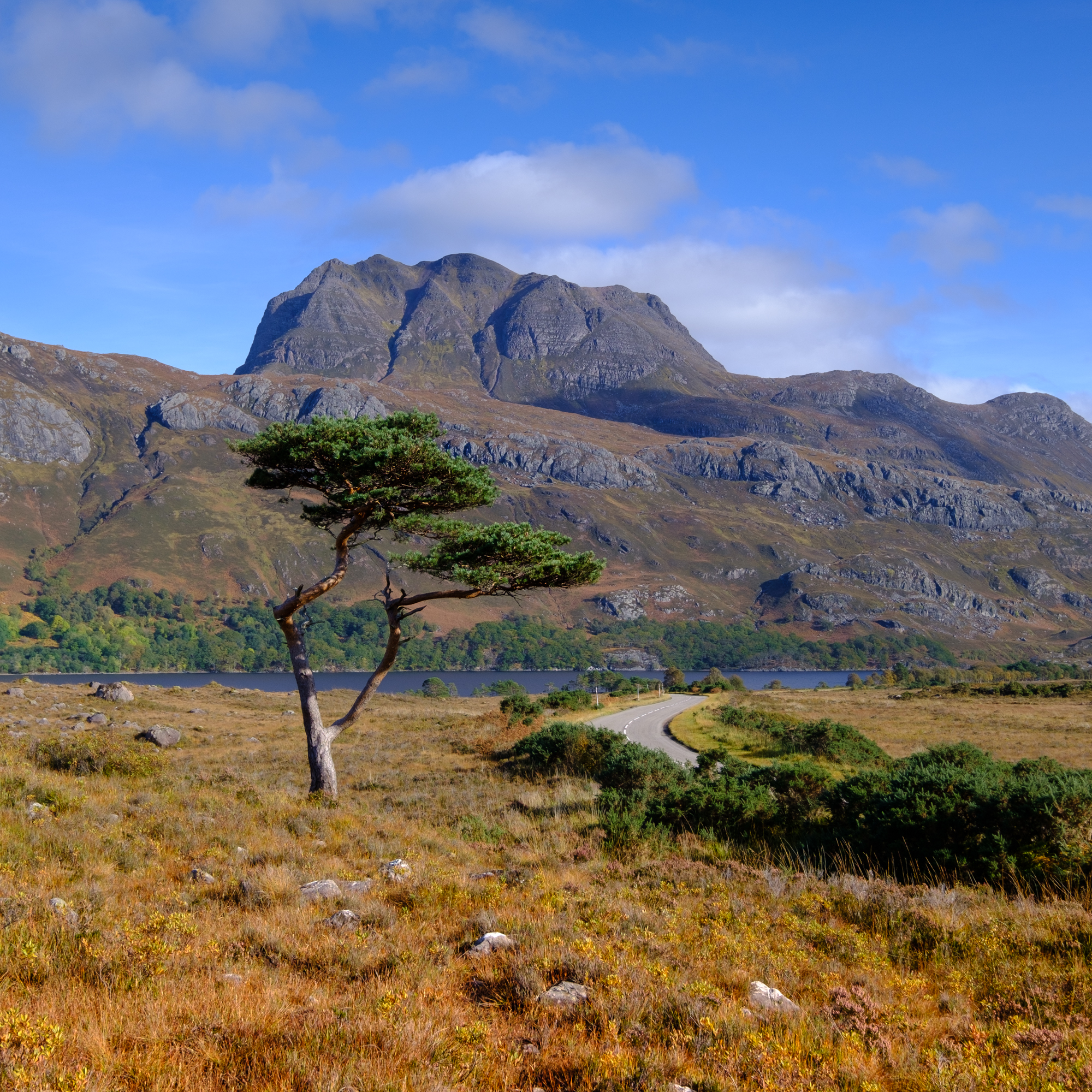 Colin Balfour Lone Pine Near Loch Maree And Slioch