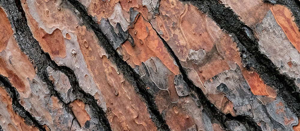 Bark