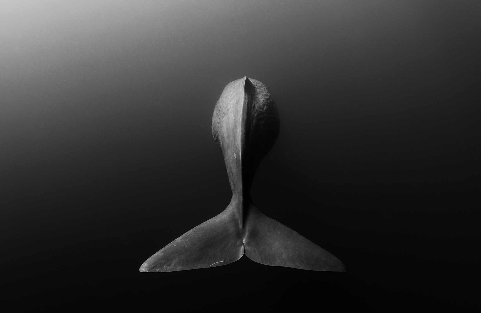 PS ‘Goodbye, Sperm Whale (Physeter Macrocephalus), Sri Lanka, 2012’ By Shane Gross
